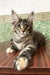 Delia | maine coon kitten