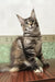 Delia | maine coon kitten