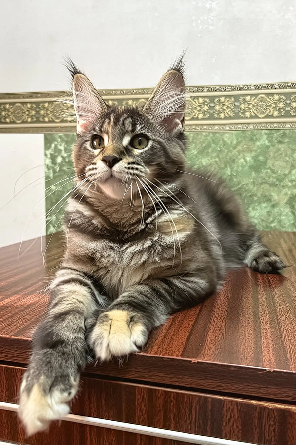 Delia | maine coon kitten