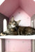 Delia | maine coon kitten