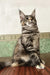 Delia | maine coon kitten