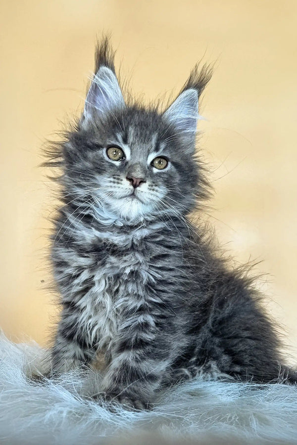 Fluffy grey Maine Coon kitten with ear tufts and bright eyes on Delta product