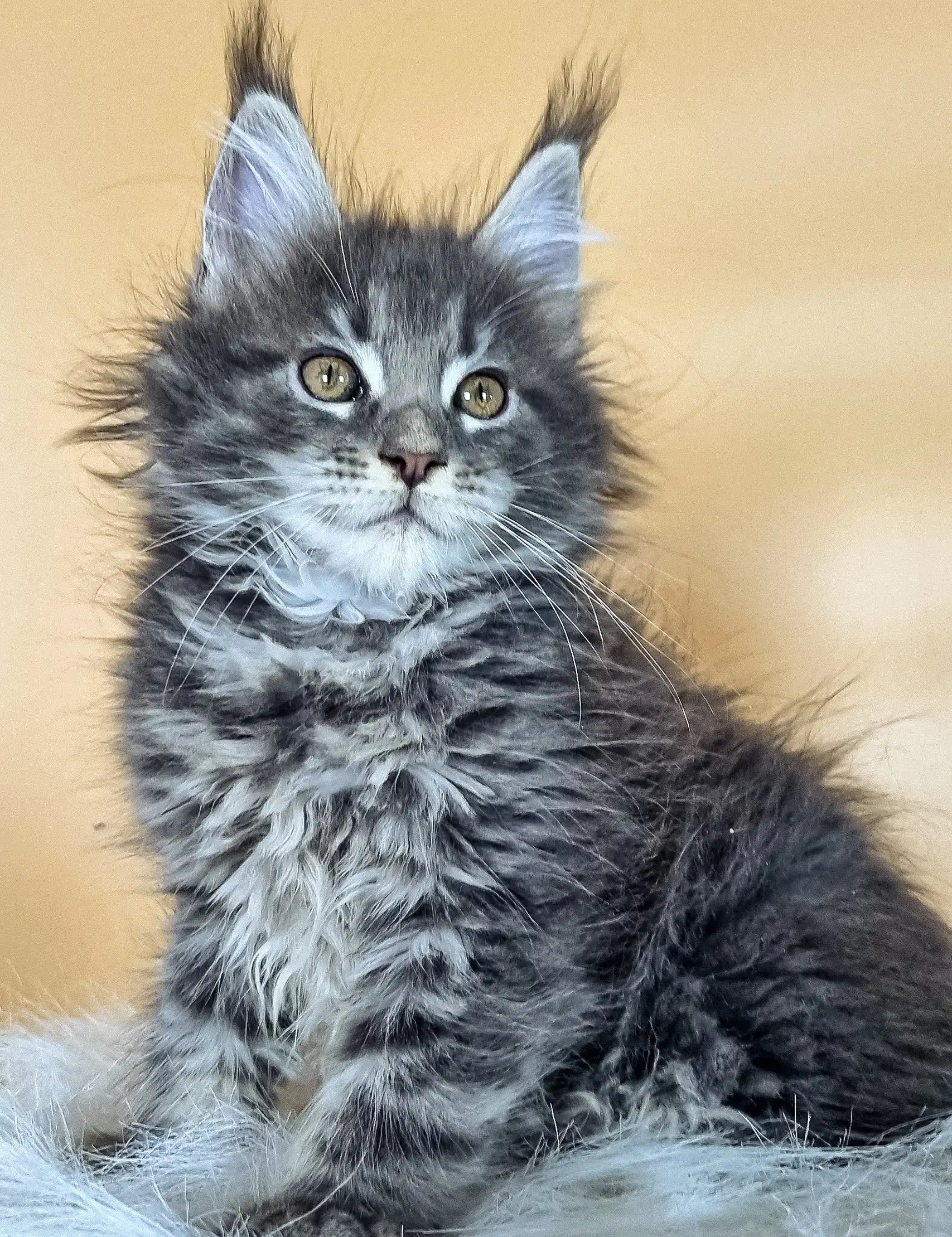 Fluffy Delta Maine Coon Kitten with grey and white fur and bright blue eyes