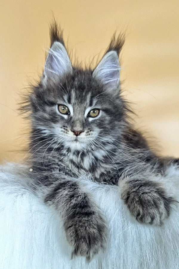 Gray and silver Maine Coon kitten with ear tufts and fluffy fur in Delta product