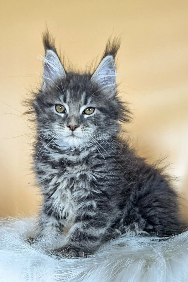 Gray and white Maine Coon kitten with ear tufts and fluffy fur from Delta collection