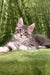 Fluffy gray and white Maine Coon kitten with perked ears and alert eyes in Deltona