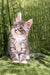 Gray and white Maine Coon kitten with fluffy fur and perked ears for Deltona product