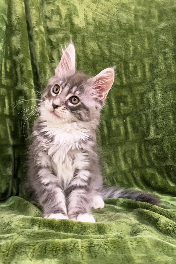 Gray and white Maine Coon kitten with fluffy fur and perked ears for Deltona product