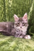 Gray and white Maine Coon kitten with fluffy fur and pointed ears in Deltona product