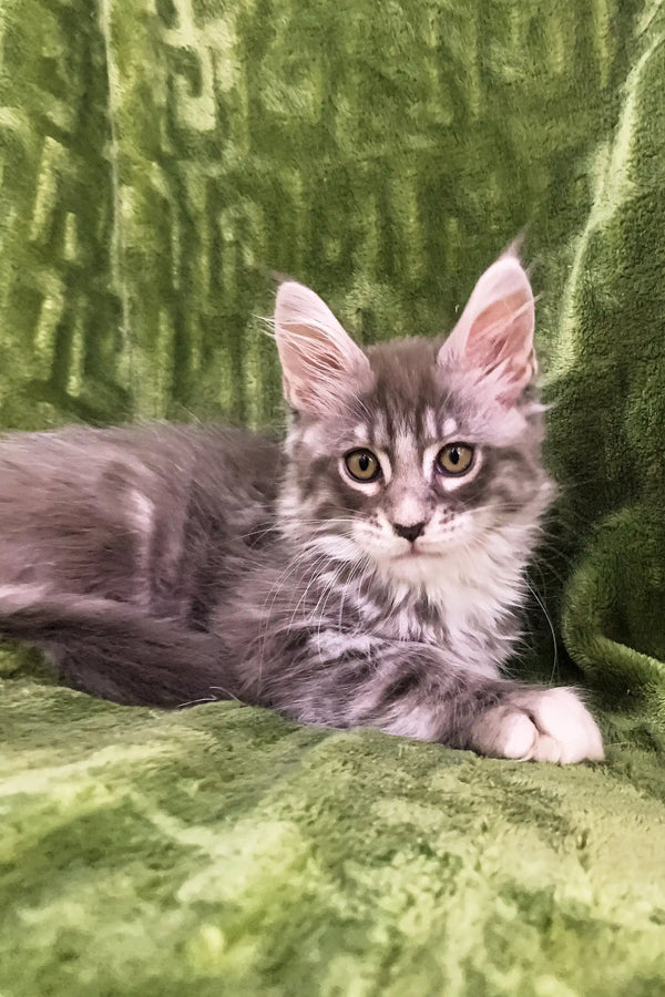 Gray and white Maine Coon kitten with fluffy fur and pointed ears in Deltona product
