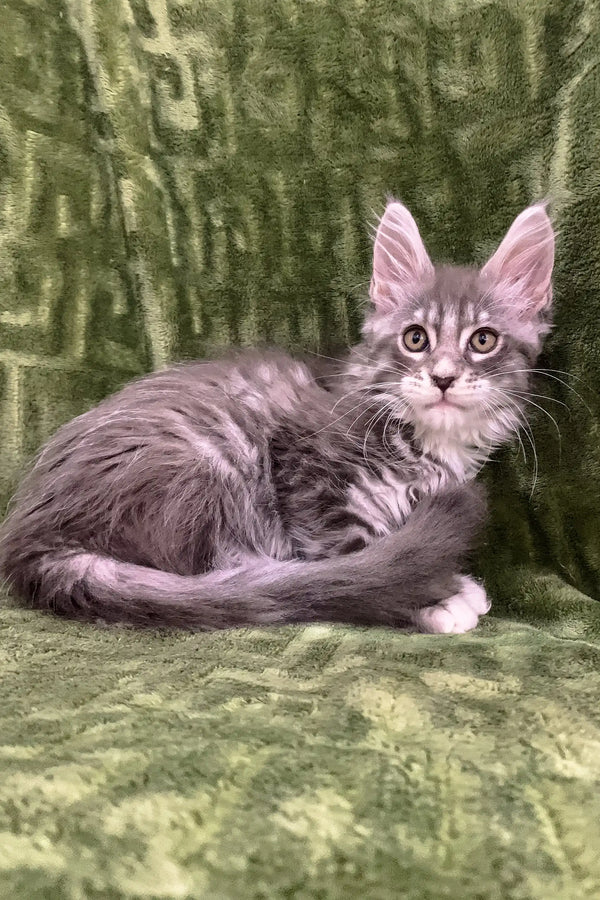 Gray and white Maine Coon kitten with fluffy fur and pointed ears from Deltona