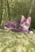 Cute gray and white Maine Coon kitten with fluffy fur and pointed ears in Deltona