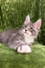 Gray and white fluffy Maine Coon kitten with perked ears and bright eyes