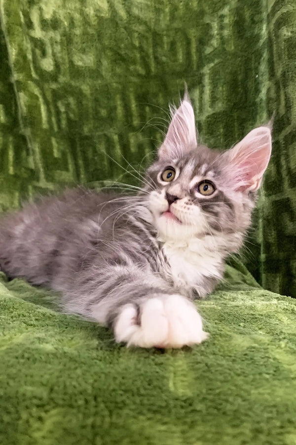 Gray and white fluffy Maine Coon kitten with perked ears and bright eyes