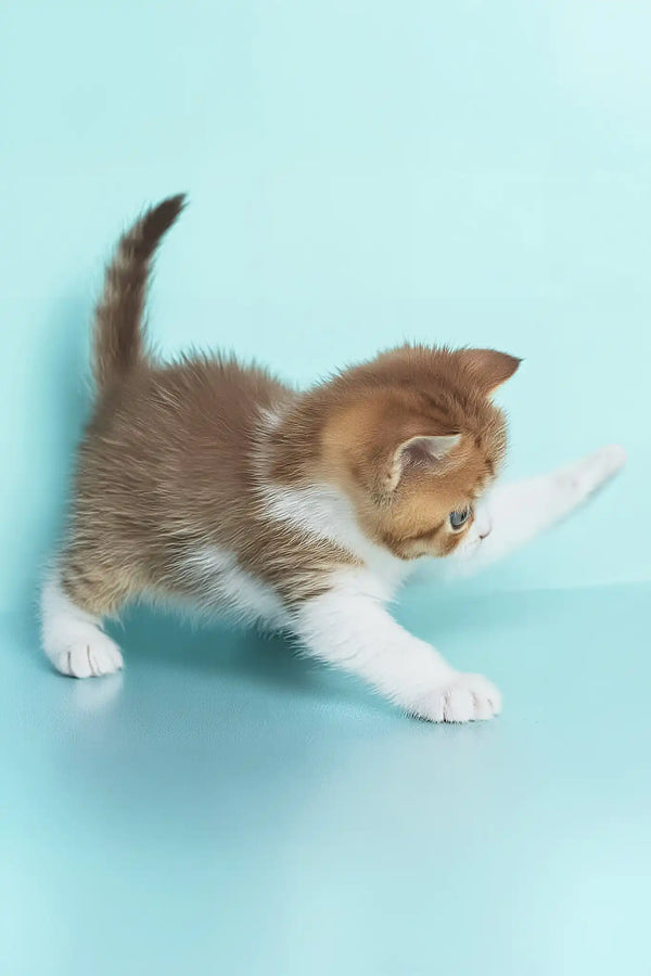 Demmy | british shorthair kitten