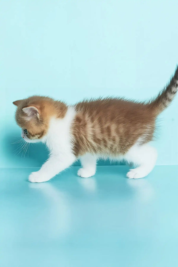 Demmy | british shorthair kitten