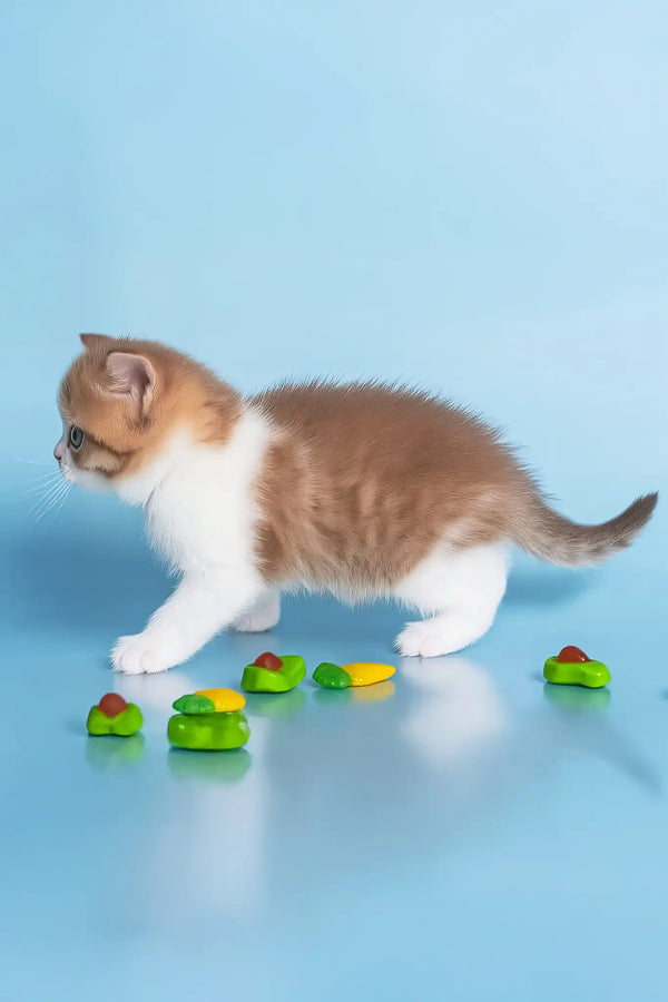 Demmy | british shorthair kitten