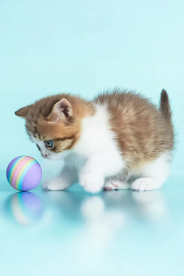 Demmy | british shorthair kitten