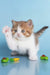 Demmy | british shorthair kitten