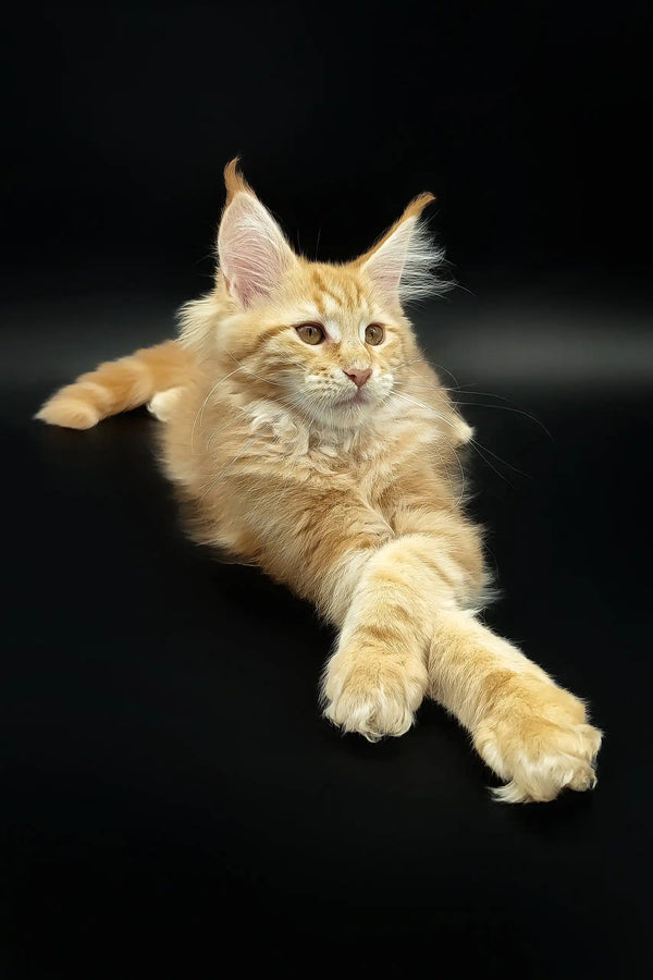 Adorable Orange Maine Coon kitten named Demmy ready for a loving home