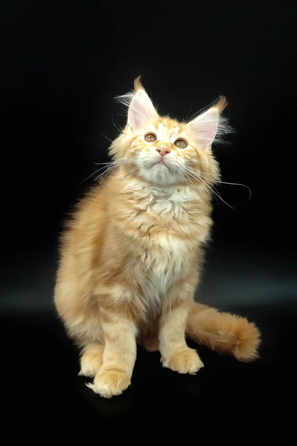 Adorable Orange Maine Coon kitten named Demmy ready for cuddles and fun