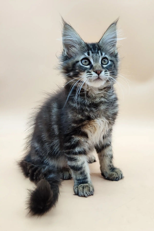 Gray Tabby Maine Coon Kitten in a cozy Den for playful moments and cuddles