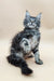 Gray Tabby Maine Coon Kitten lounging in the Den Maine Coon Kitten product