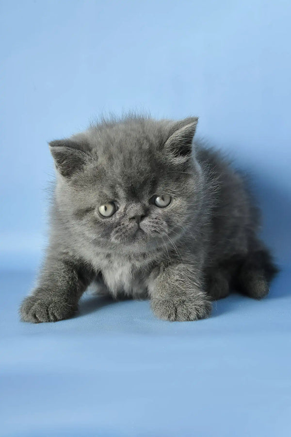 Dendi | exotic shorthair kitten