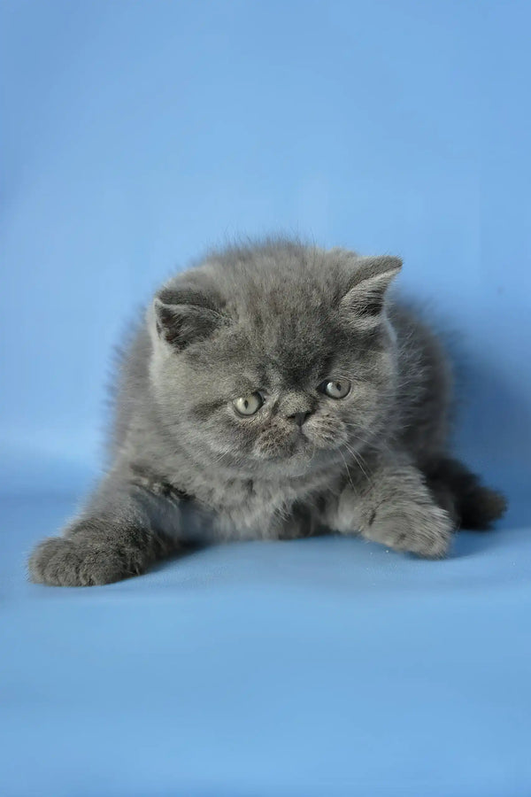 Dendi | exotic shorthair kitten