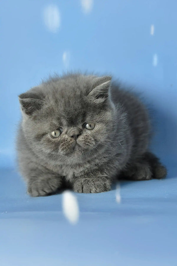 Dendi | exotic shorthair kitten