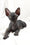 Deni | Canadian Sphynx Kitten