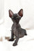 Deni | canadian sphynx kitten