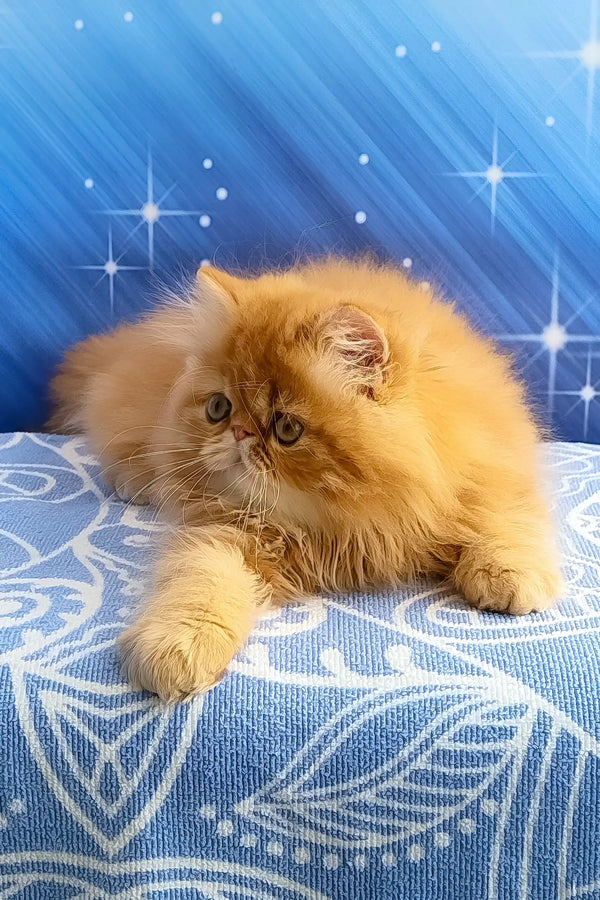 Deni | persian kitten