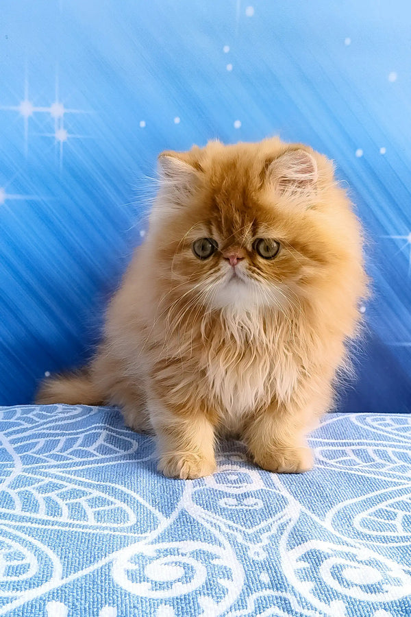 Deni | persian kitten