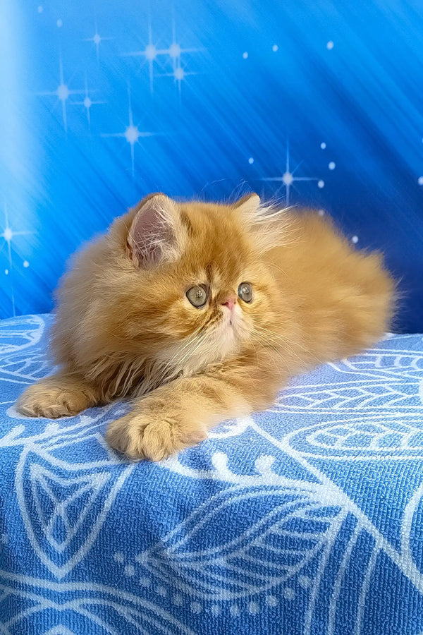 Deni | persian kitten