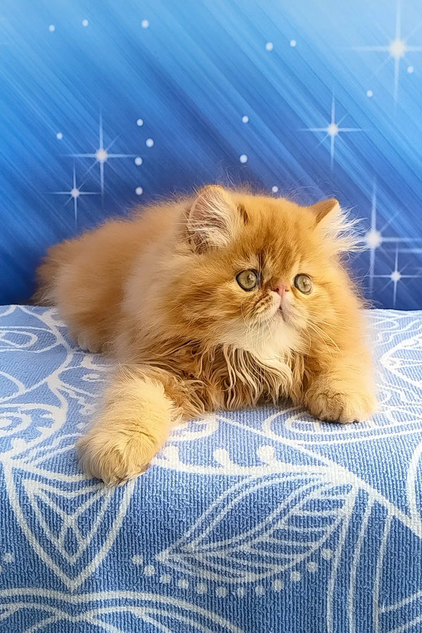 Deni | persian kitten