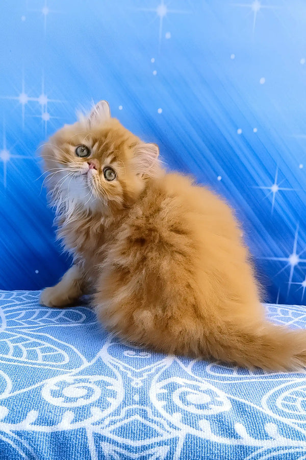 Deni | persian kitten