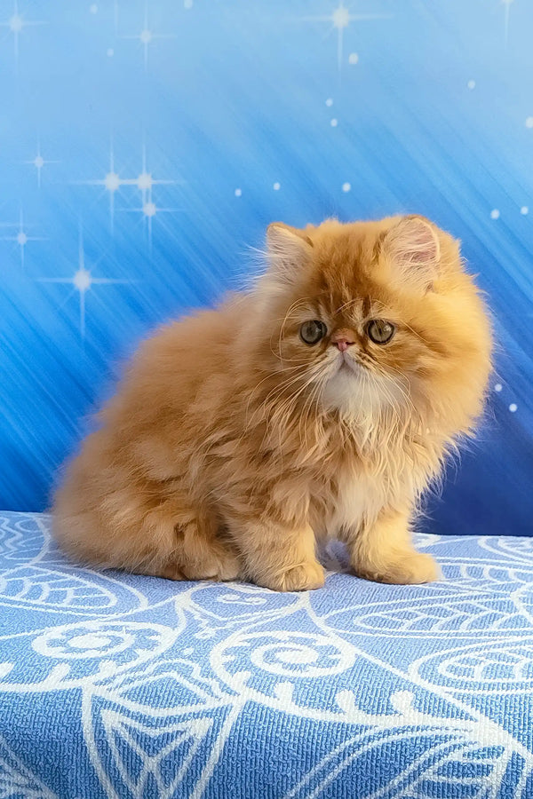 Deni | persian kitten