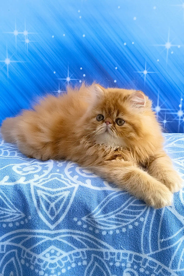 Deni | persian kitten