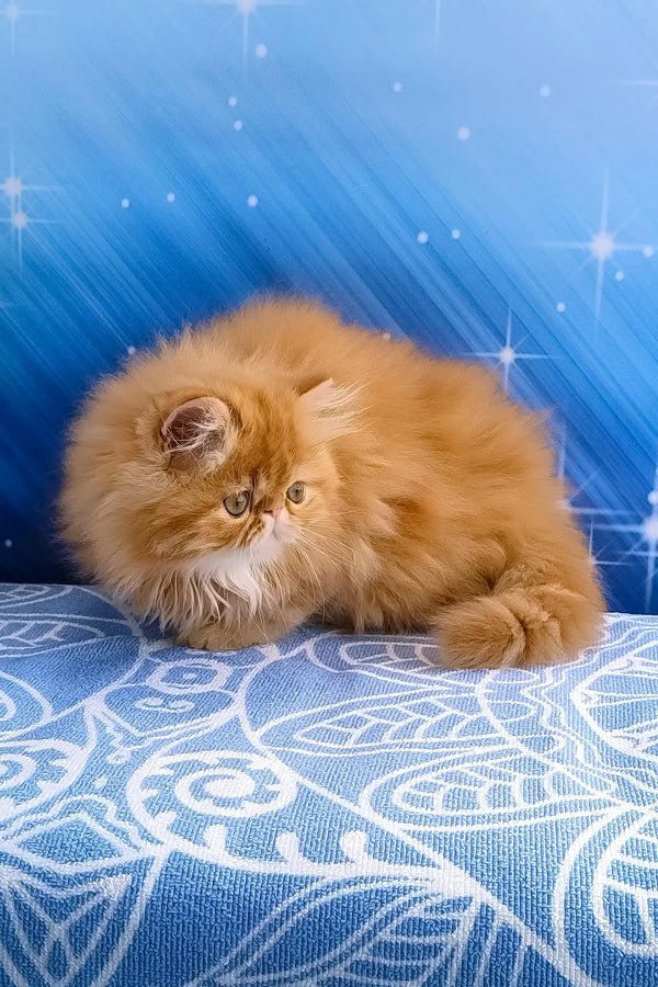 Deni | persian kitten