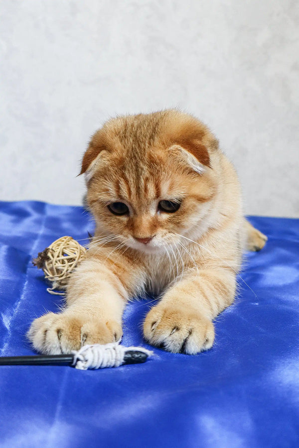 Ginger tabby kitten having fun and playing with toys in Deniel | Scottish Fold Kitten