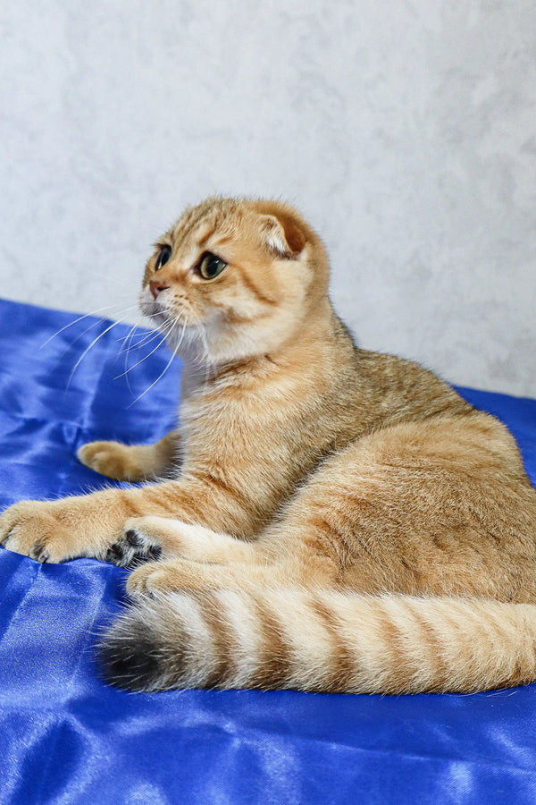 Cute Golden Scottish Fold cat featured in Deniel Scottish Fold Kitten product