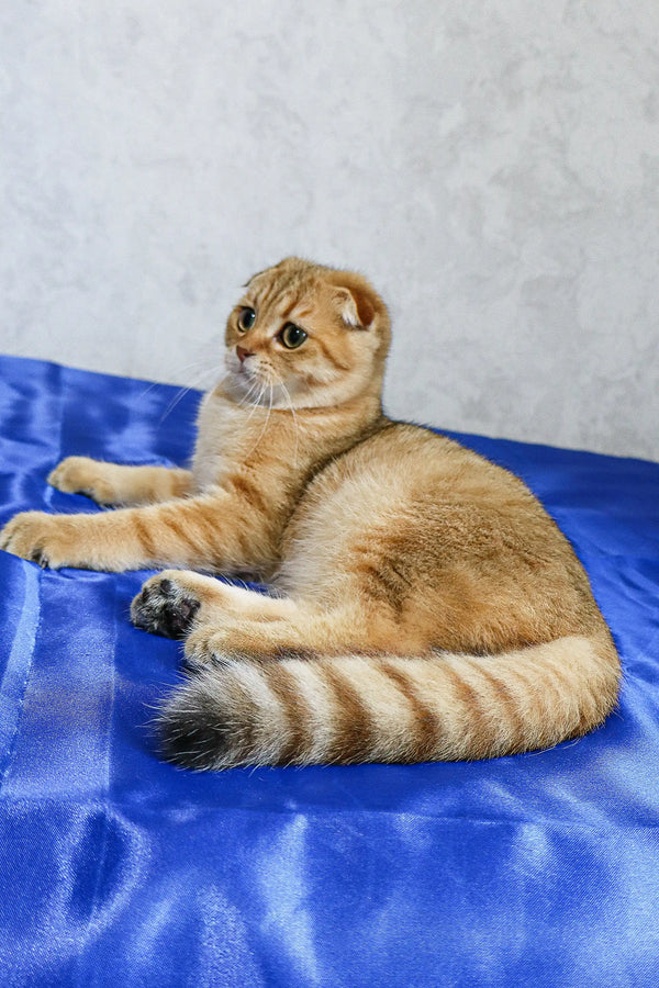 Adorable Golden Tabby Scottish Fold kitten named Deniel ready for a new home