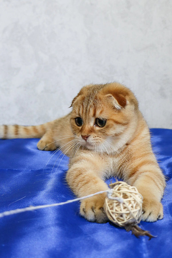 Adorable Golden Tabby Scottish Fold Kitten named Deniel for sale. Super cute and playful!