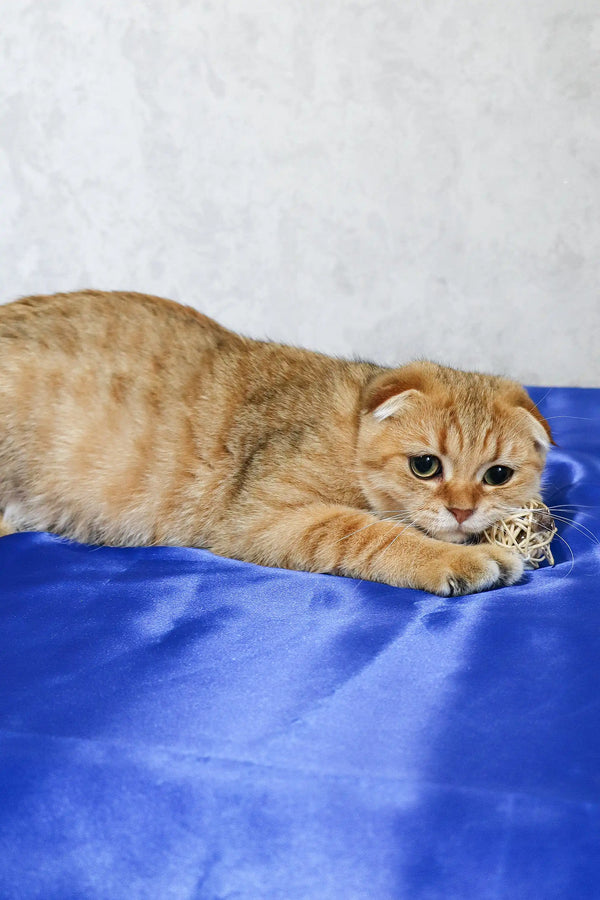 Cute Orange Scottish Fold Cat named Deniel perfect for your new kitten adventures