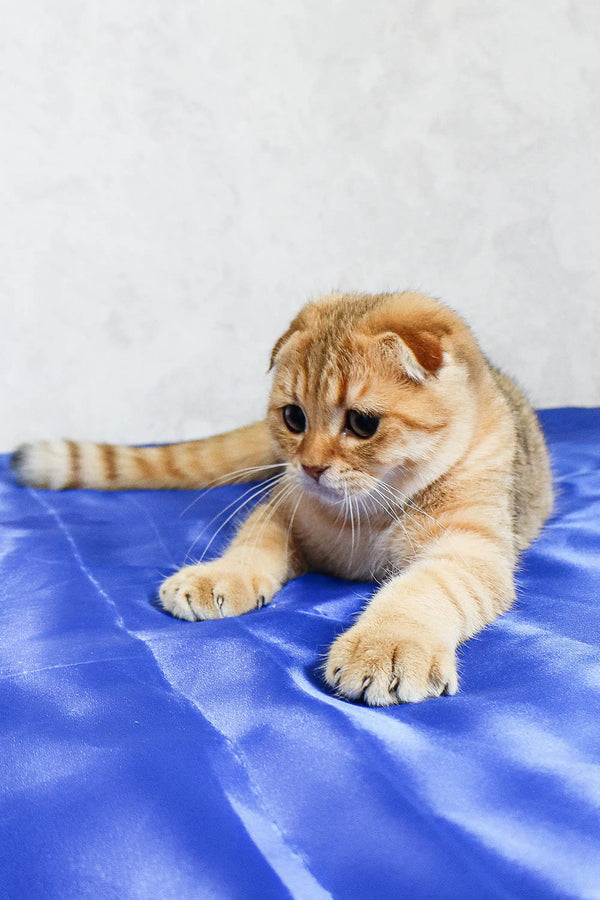 Cute Orange Tabby Scottish Fold cat named Deniel the Scottish Fold Kitten