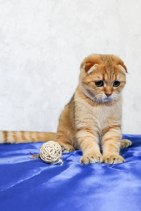 Sad-eyed orange tabby Scottish Fold kitten named Deniel looking adorable