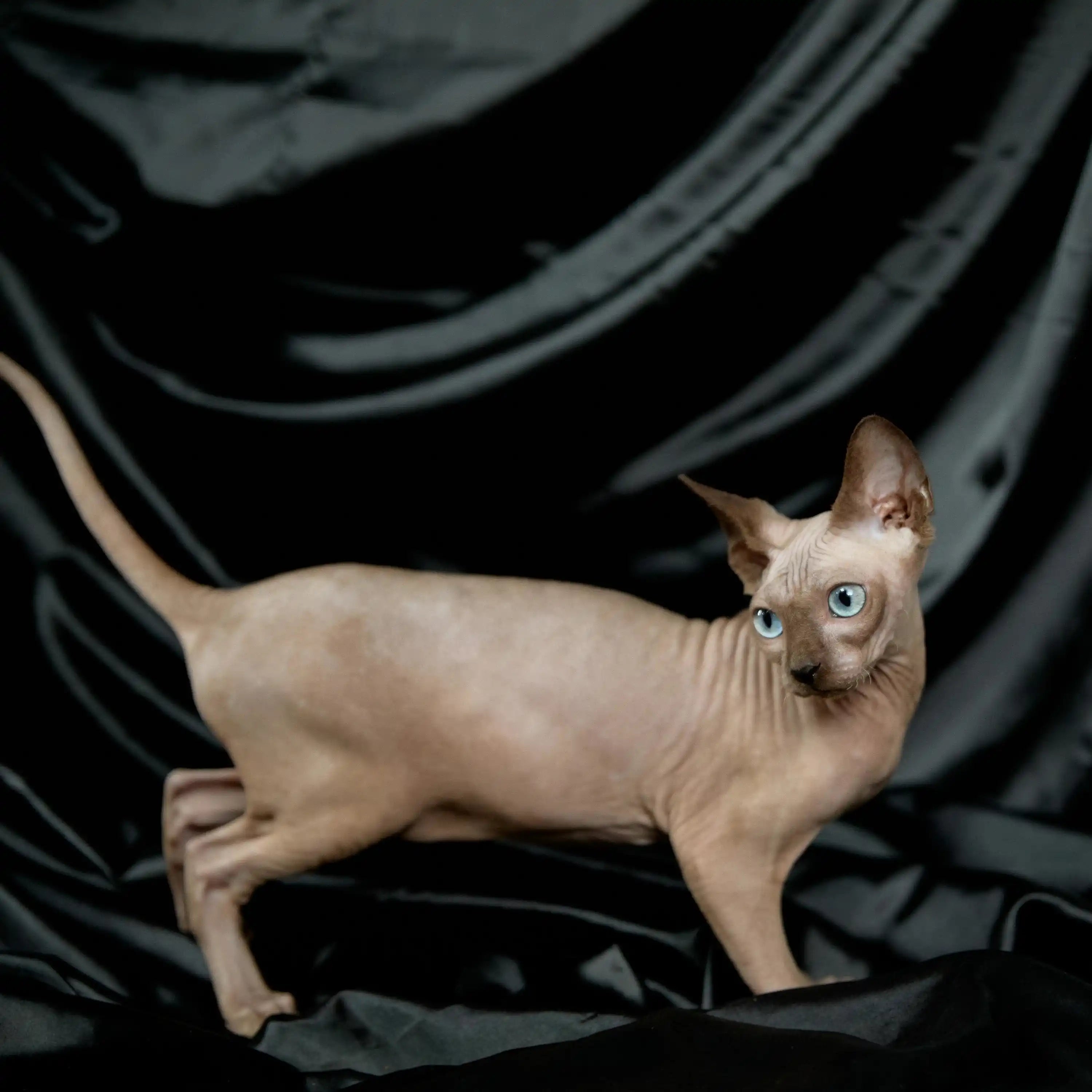 AVADA - Best Sellers Denim | Sphynx Kitten | Adopted