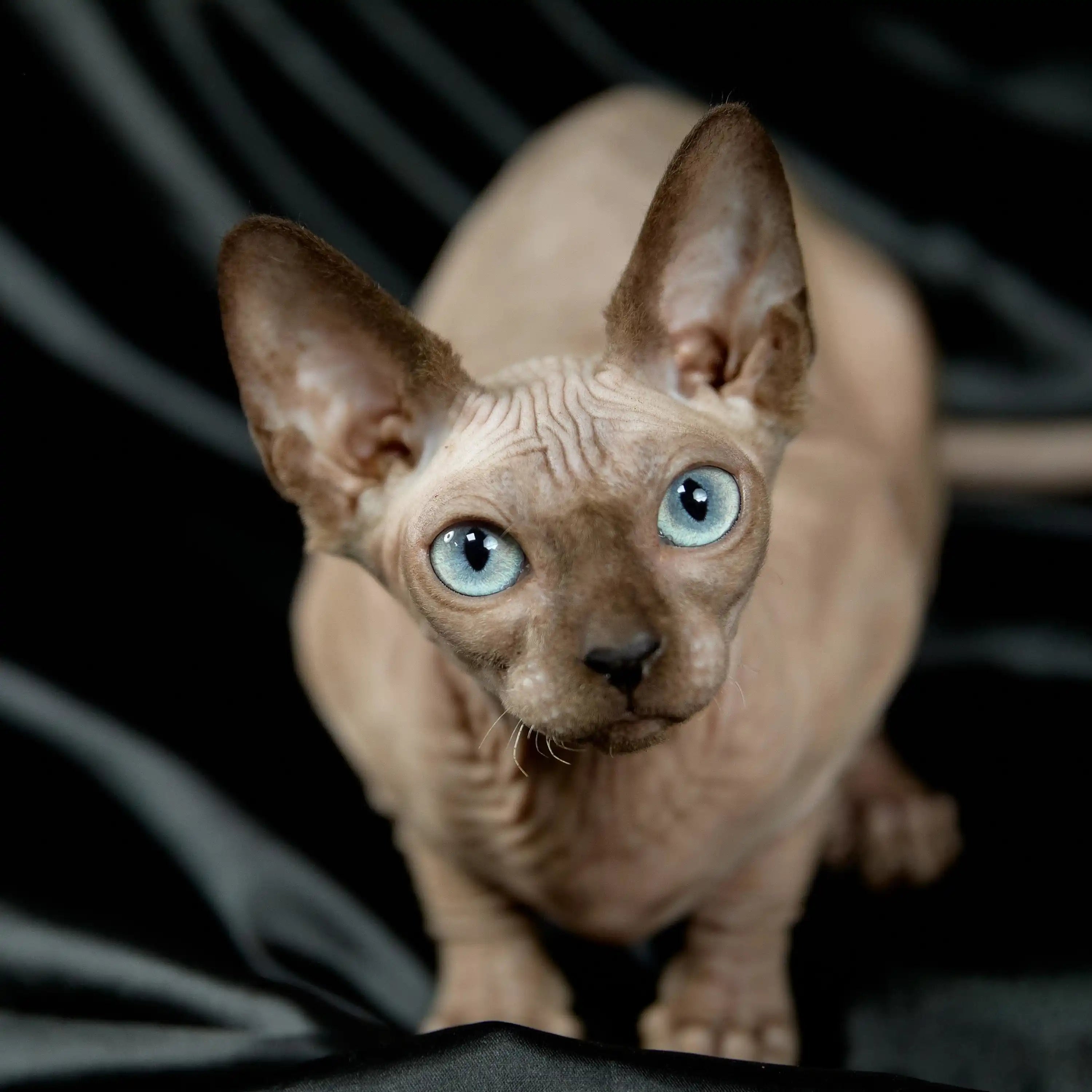 AVADA - Best Sellers Denim | Sphynx Kitten | Adopted