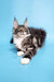 Adorable Maine Coon kitten named Denis with stunning tabby markings